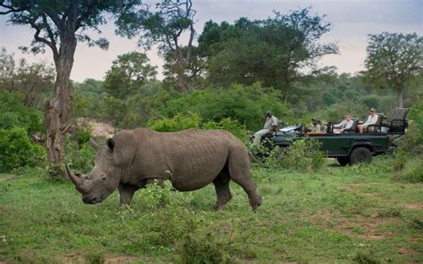 Tanda Tula Safari Camp, Timbavati Game Reserve, South Africa