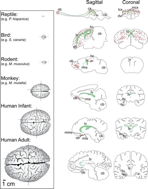 Neurogenic Zones And Migration Destinations Across Several Species And