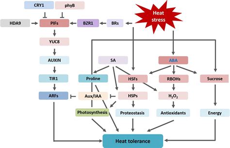 Frontiers Plant Hormone Mediated Regulation Of Heat Tolerance In