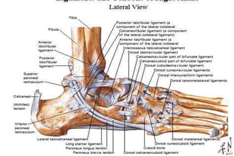 Lateral Ankle Sprain