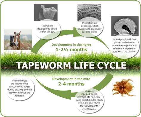 The Tapeworm Lifecycle Equisal Pasture Life Cycles Herding How To