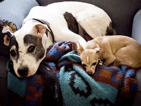 Can Pit Bulls And Chihuahuas Get Along