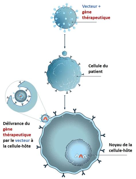 Principe de précaution sur la thérapie génique actualités