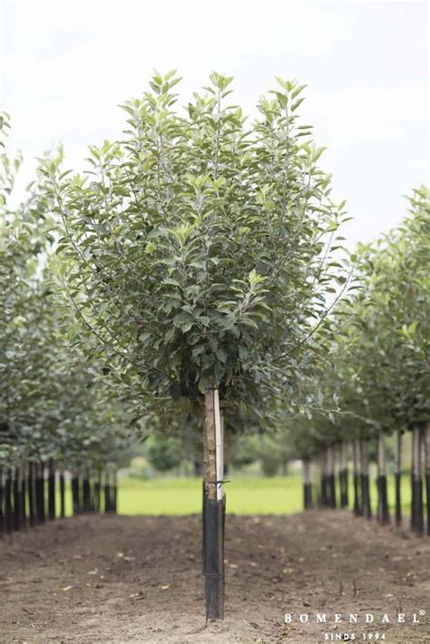 Malus Domestica Elstar Halfstam 180 230 Cm Kopen Incl