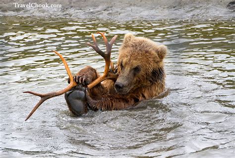 Grizzly bear cub playing – Alaska