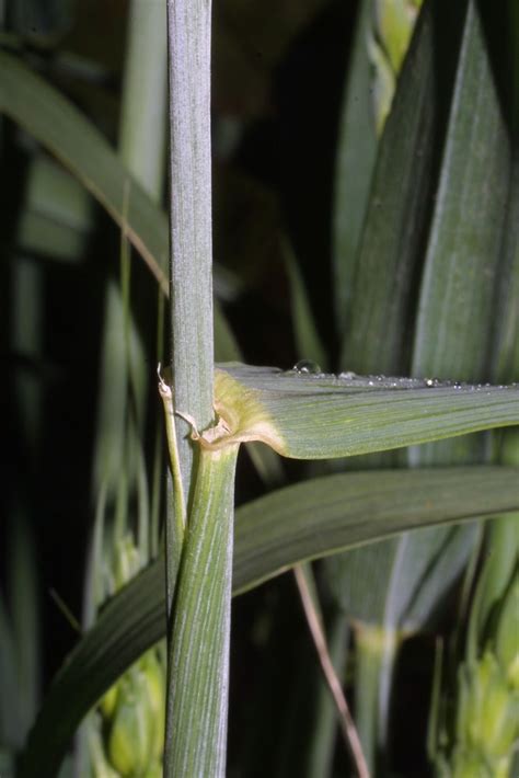 Triticum Aestivum Bread Wheat Go Botany