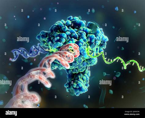 ARN polimerasa II transcribing DNA to mRNA ilustración Fotografía de