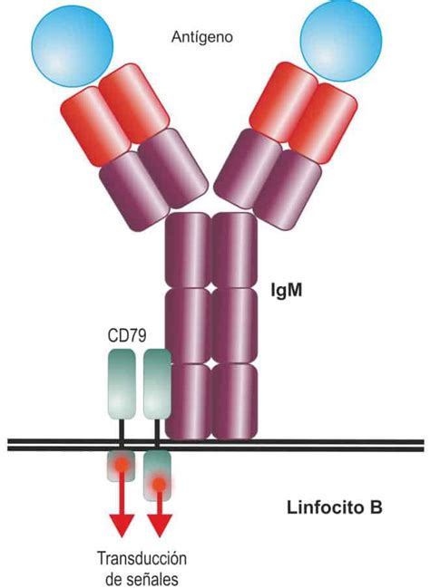 Inmunoglobulinas V Procesamiento De RNA Receptor Del Linfocito B