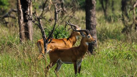 Semuliki National Park Authentic Wild African Safaris