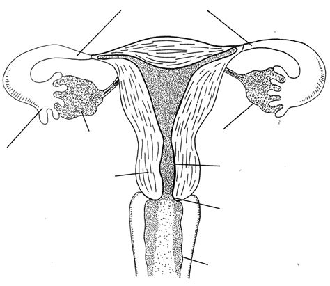 Vaginal Fistulas Treatment Repair Rectovaginal Jcm Anatomical Surgical