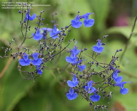 Plantfiles Pictures Salvia Species Arrow Leaf Sage Salvia Sagittata