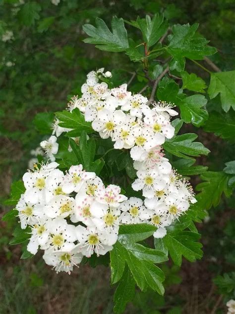 Crataegus Monogyna Jacq Hawthorn World Flora Plntnet Identify