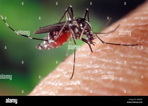 Asian Tiger Mosquito Stock Photo - Alamy