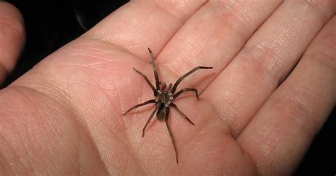 Southern House Spider Imgur