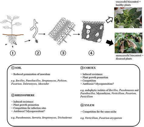 Characteristics Biocontrol Agents Amelahill