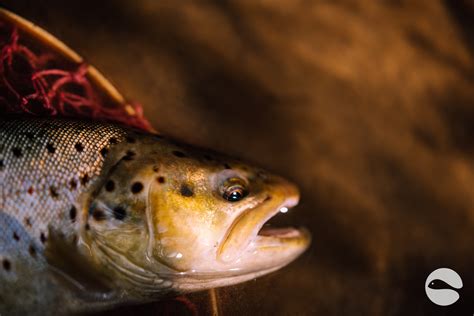 Magical trout river | Blog | Trout and Stream