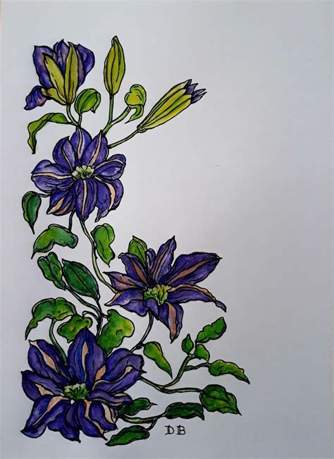 Clematis Per Copertina Quaderno Fiori Disegno Acquerello Di Daniela