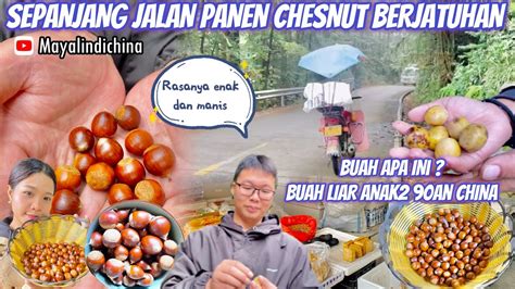 Panen Chesnut Sepanjang Jalan Di Pinggiran Berjatuhan Belanja Sayur Di