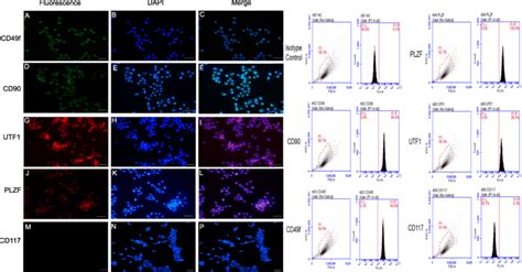 Marker Verification And Validation Of Independent Markers In Sscs By