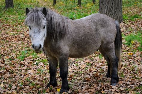 Premium Photo | Horse in the autumn