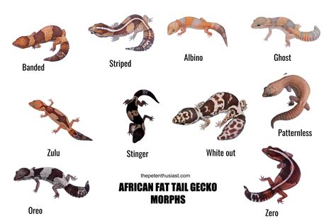 26 African Fat-Tailed Gecko Morphs & Colors (with Pictures)