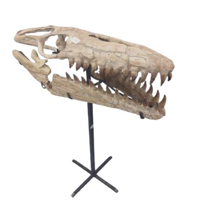 Mosasaurus Fossils | Original Fossils for Sale