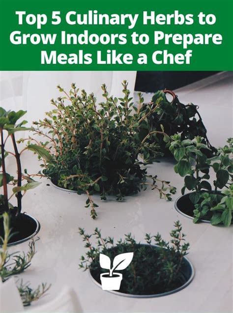 Top 5 Culinary Herbs For Indoor Gardens