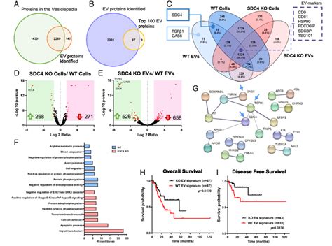 SDC4 Impacts EVs Proteomic Signature Protein Identification Was