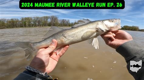 Late April Walleye Fishing Maumee River Walleye Run Youtube