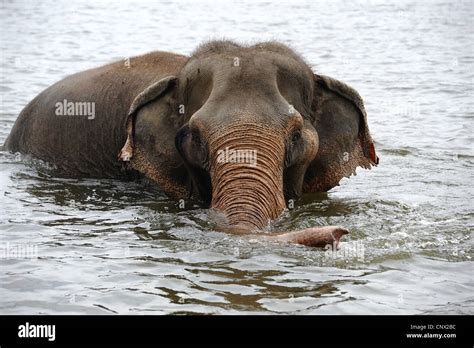 Asian elephant swimming in lake in Thailand Stock Photo - Alamy