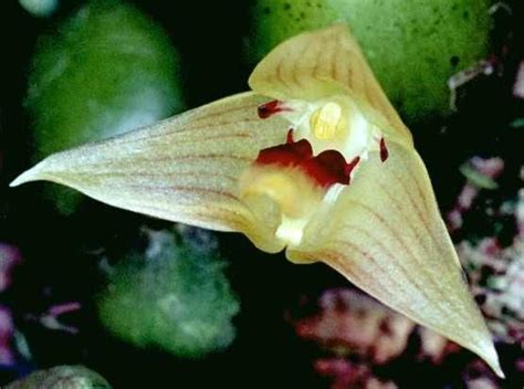 A Yellow And Red Flower With Green Leaves In The Background