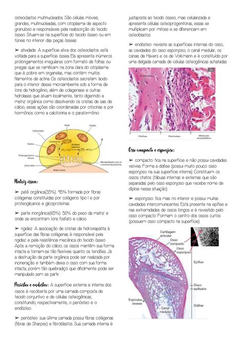 Solution Histologia Tecido Sseo Studypool