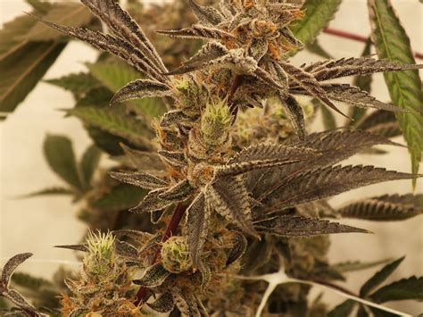 Mastering Indoor Cannabis Cultivation The Importance Of Humidity And