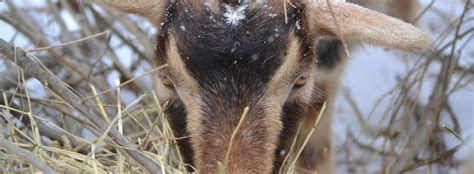 Myotonic Goats – Seven Freedoms Farm