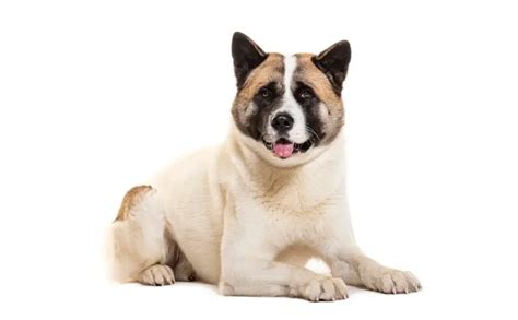 Akita Dog Breed: Facts & Information and Characteristics