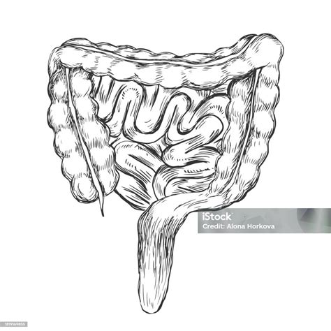 Sketch Style Human Digestive System Stock Illustration Download Image