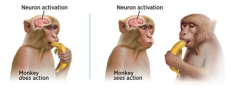 Where Did The Image Of The Neuron Activation Monkey Come From The