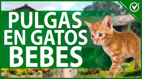 Consejos Para Eliminar Las Pulgas De Un Gato De Mes De Manera Eficaz