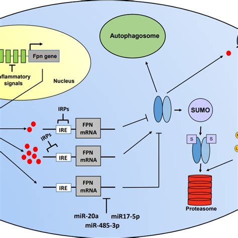 Multilevel Regulation Of Ferroportin FPN Expression Transcriptional