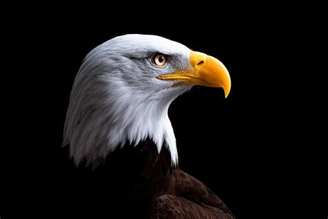 Bald Eagle Portraits