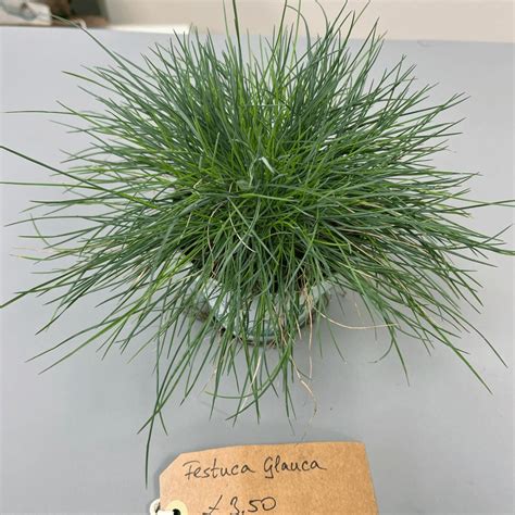 Festuca Glauca - errenovo.com