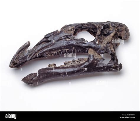 Iguanodon Skeleton Hi Res Stock Photography And Images Alamy