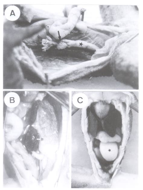 Figure 1 From MORFOLOGIA MORPHOLOGICAL CONSIDERATIONS ON THE