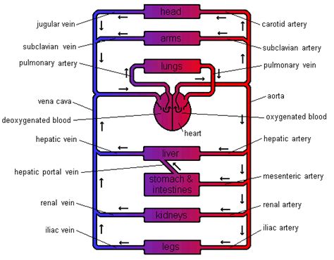 Circulatory System