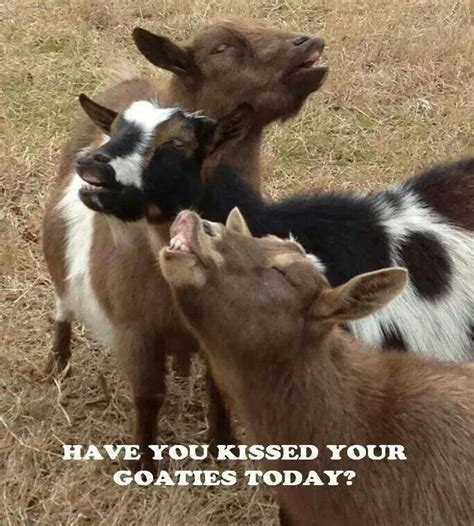 Kiss Your Goaties Goats Cute Goats Goats Funny