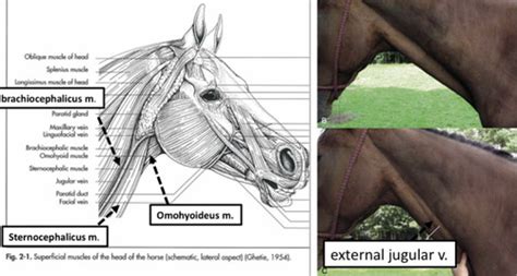 Equine Flashcards Quizlet