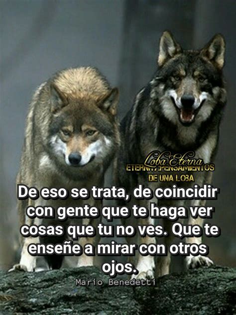 Lobo Solitario Frases De Lobos Guerreros