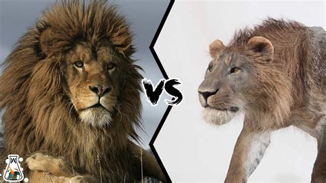 Barbary Lion VS Cave Lion Who Would Win A Fight YouTube