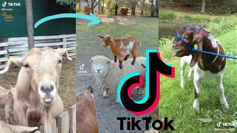 Funny And Crazy Screaming Goats Tiktok Compilation 2021 🐐 Youtube