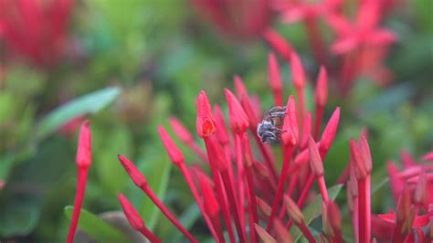 Bees are flying and eating pollen from ixora on a nature background ...